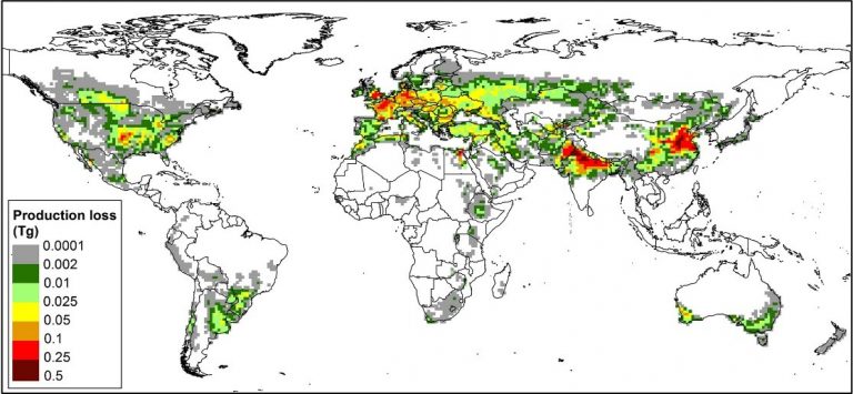 Average wheat yield loss